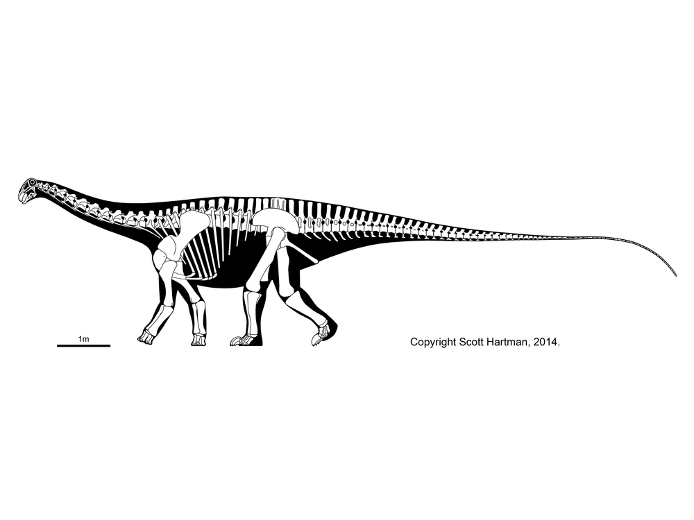 파일:Nigersaurus taqueti.jpg