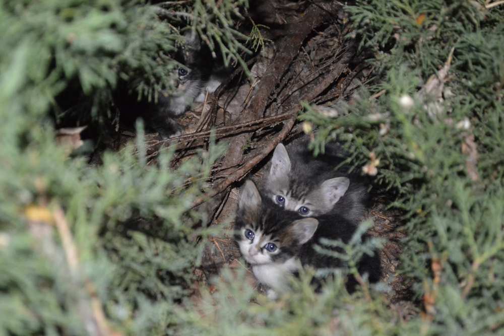 파일:Two kittens.jpg