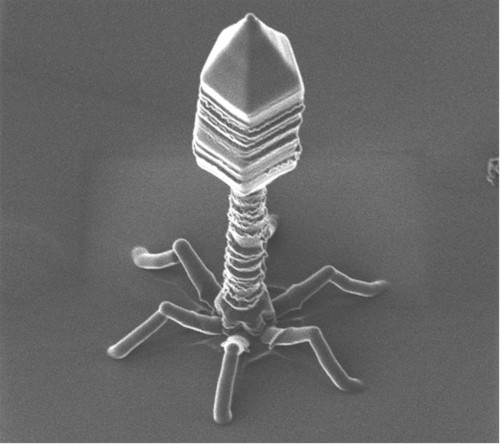 파일:attachment/T4bacteriophage.jpg