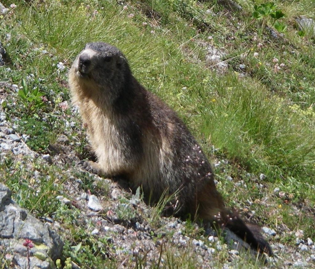 파일:external/upload.wikimedia.org/1024px-Alpine_Marmot.jpg