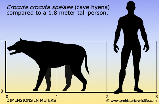파일:external/www.prehistoric-wildlife.com/crocuta-crocuta-spelaea-cave-hyena-size.jpg
