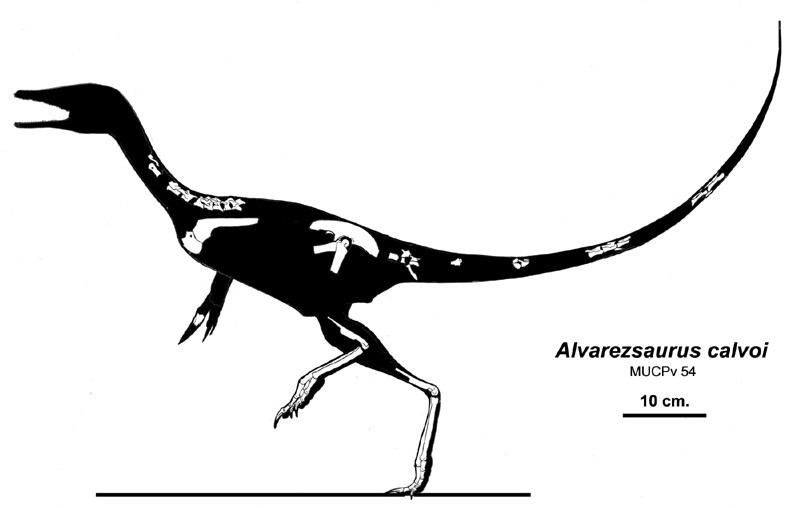 파일:external/images.dinosaurpictures.org/Alvarezsaurus_calvoi_f915.jpg