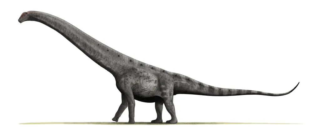 파일:Argentinosaurus_BW.jpg