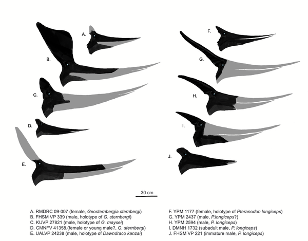 파일:external/upload.wikimedia.org/600px-Pteranodonts.png