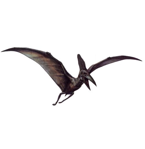 파일:external/img2.wikia.nocookie.net/500px-Pteranodon.jpg