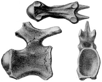 파일:external/upload.wikimedia.org/Titanosaurus.jpg