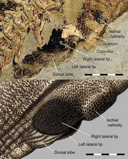 파일:Psittacosaurus-Reconstruction-Cloacal-Vent-777x966.jpg
