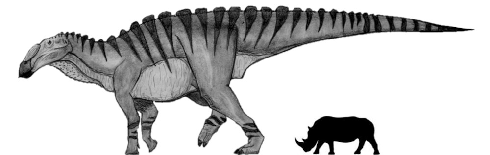 파일:external/fc08.deviantart.net/huaxiaosaurus_is_freaking_huge_by_fragillimus335-d5jlkg1.png