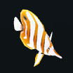 파일:copperbandbutterflyfish.png