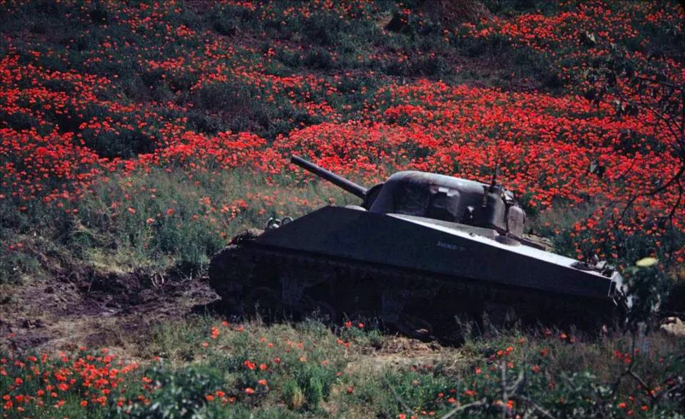 파일:M4 Sherman from the French Expeditionary Force in a poppy field in Italy, 1944.webp
