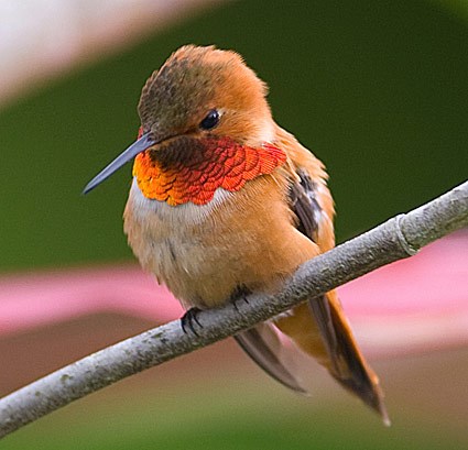 파일:external/www.allaboutbirds.org/rufous_hummingbird_3.jpg