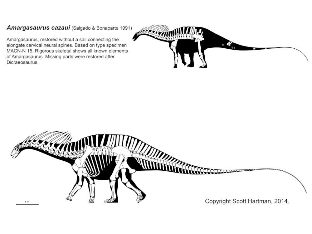파일:Amargasaurus-skeletal.jpg