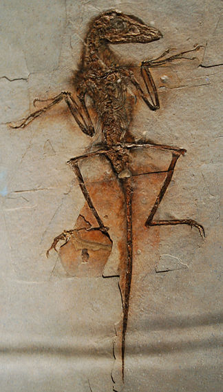 파일:external/upload.wikimedia.org/324px-Sinornithosaurus_Dave_NGMC91.jpg