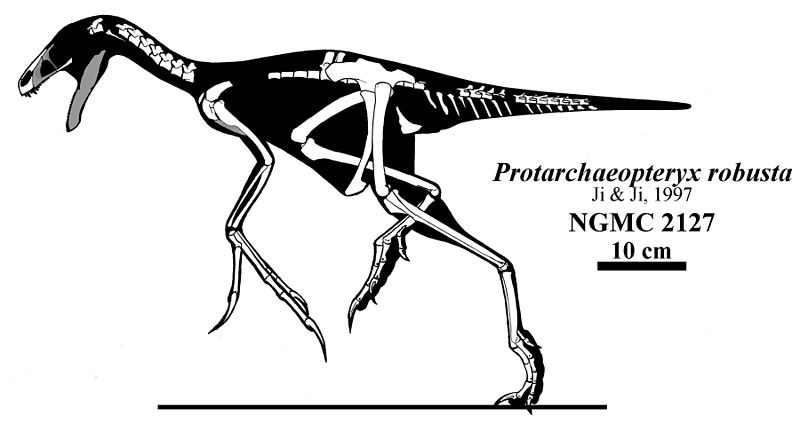 파일:external/upload.wikimedia.org/800px-Protarchaeopteryx.jpg