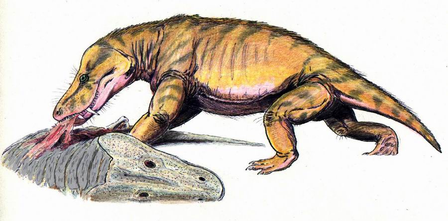 파일:external/upload.wikimedia.org/Scylacosuchus_DB.jpg