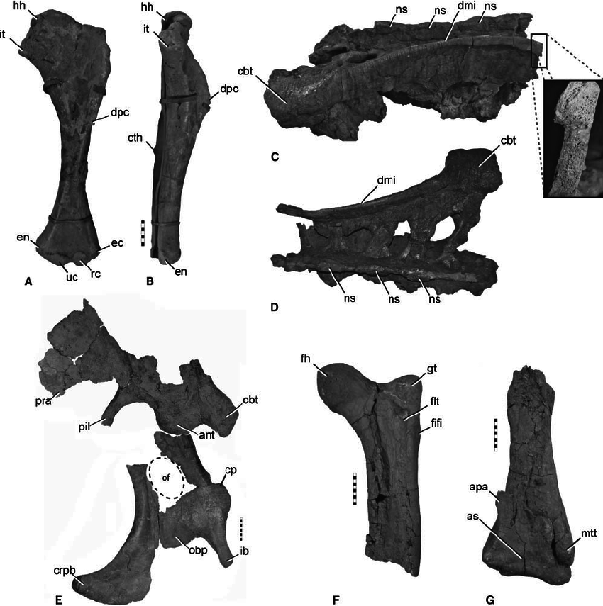 파일:Diagnostic-features-of-Segnosaurus-galbinensis-A-cranial-view-of-referred-humerus.png