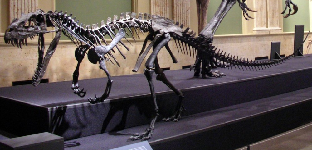 파일:external/upload.wikimedia.org/Ceratosaurus_mounted.jpg