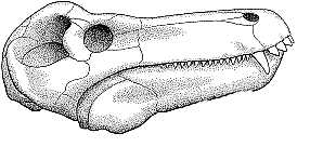 파일:external/palaeos.com/Titanosuchus2.gif