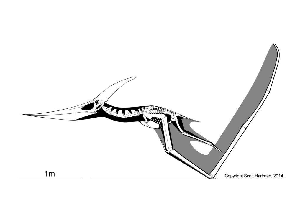 파일:external/static.squarespace.com/Pteranodon.jpg