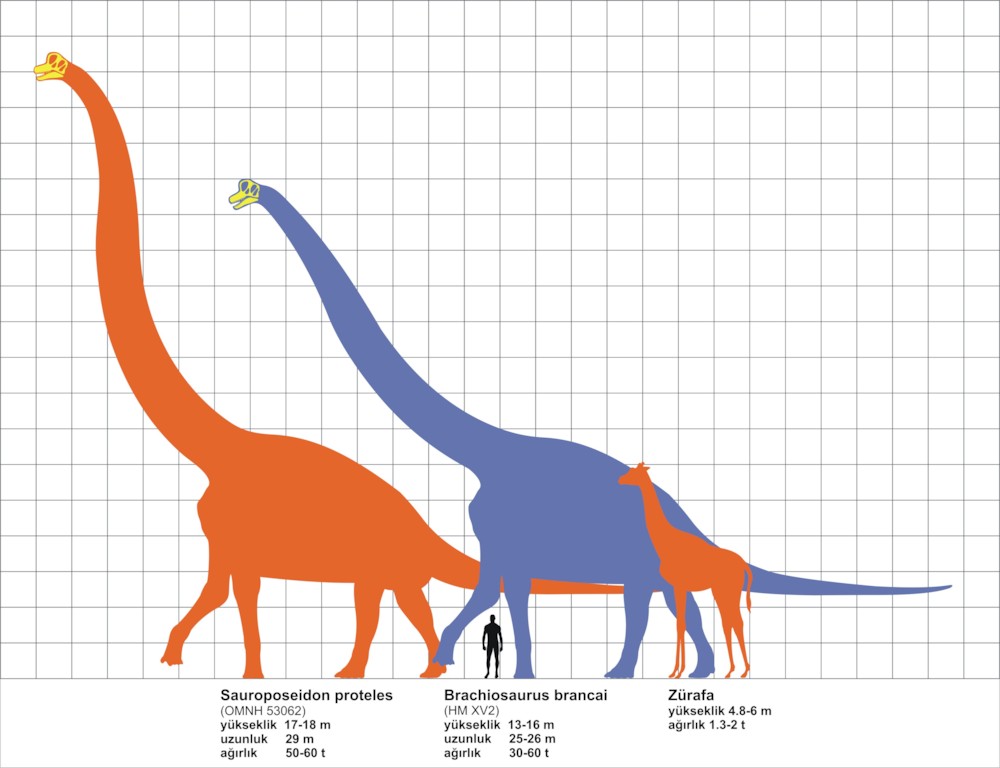 파일:external/upload.wikimedia.org/Sauroposeidon_and_Brachiosaurus_size.jpg