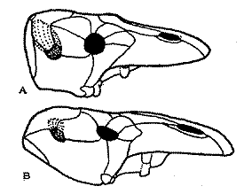 파일:external/palaeos.com/Struthiocephalus1.gif