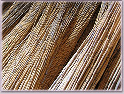 파일:external/www.marion-cane-reeds.com/photo1_cane_reeds.jpg
