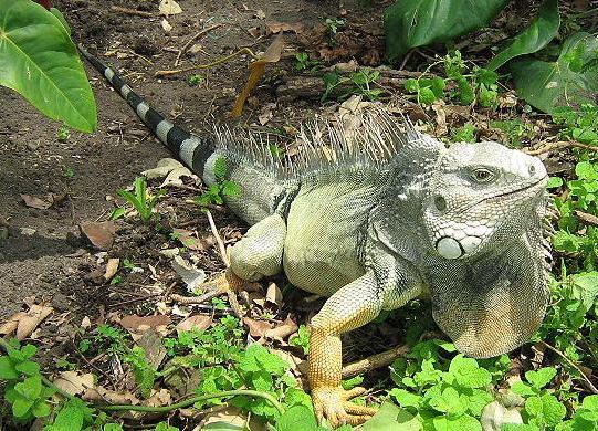 파일:Iguana iguana.jpg
