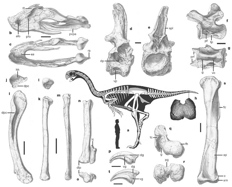 파일:gigantoraptor_erlianensis_skeletal_reconstruction.png