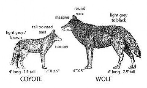 파일:external/www.stepbystep.com/Difference-Between-Coyote-and-Wolf-e1364793337124.jpg