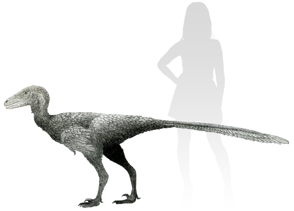 파일:Life_reconstruction_of_Stenonychosaurus.png