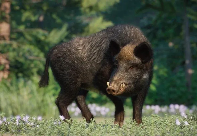 파일:PlanetZoo Zoopedia Wild Boar.jpg