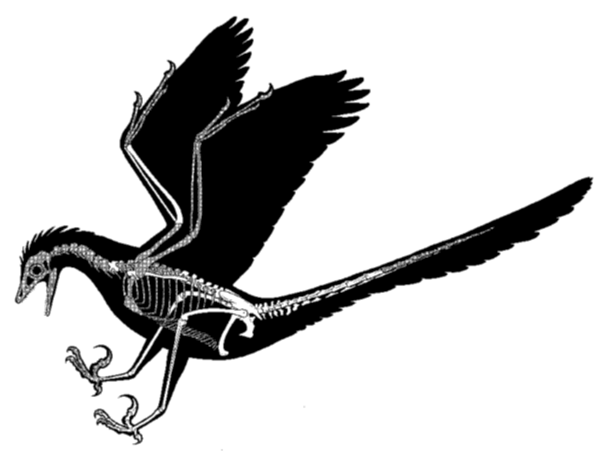 파일:Rahona-ostromi-a-new-primitive-bird-from-the-Late-Cretaceous-of-Madagascar-A.png