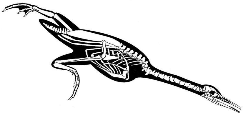 파일:Reconstructions-of-the-marine-ornithurine-birds-Hesperornis-regalis_lateral_view.png