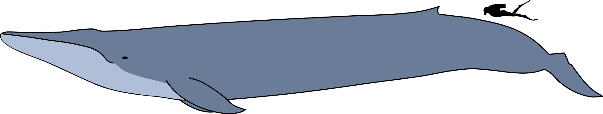 파일:external/upload.wikimedia.org/1920px-Blue_whale_size.svg.png