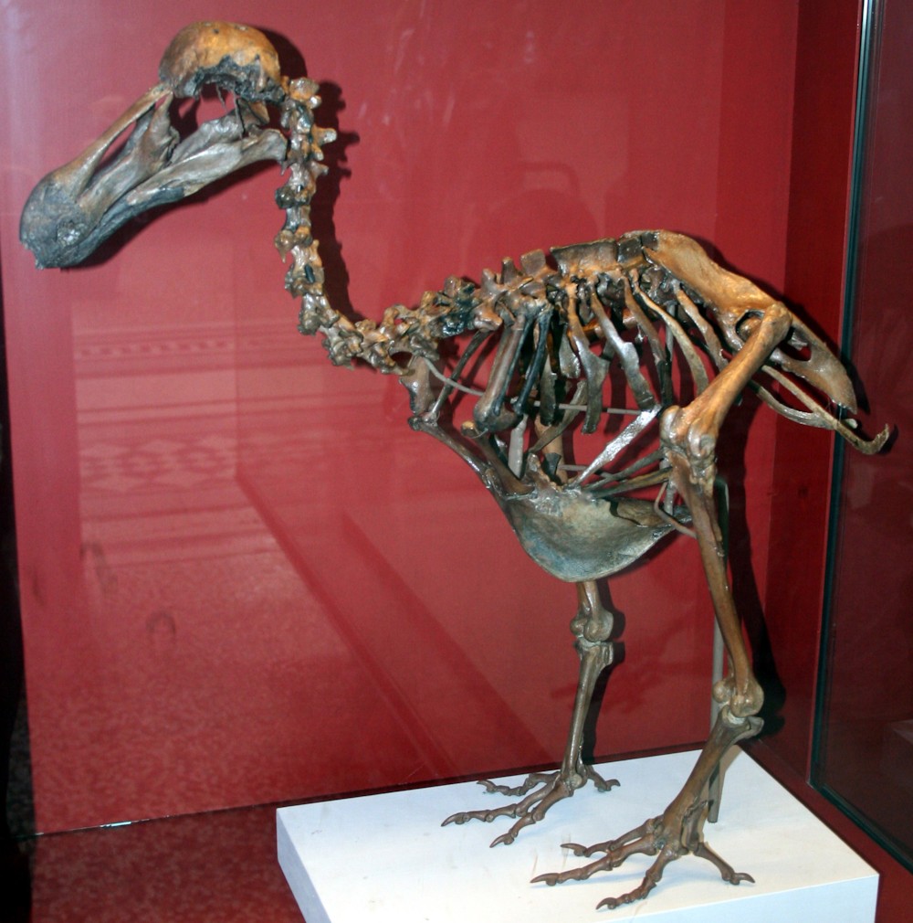 파일:external/upload.wikimedia.org/Dodo-Skeleton_Natural_History_Museum_London_England.jpg