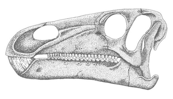 파일:Iguanodonskullpicture.png