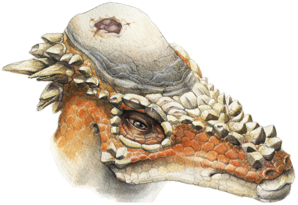 파일:external/upload.wikimedia.org/Pachycephalosaurus.png