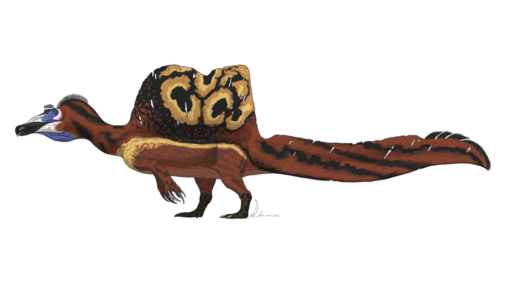 파일:Spinosaurusl.png