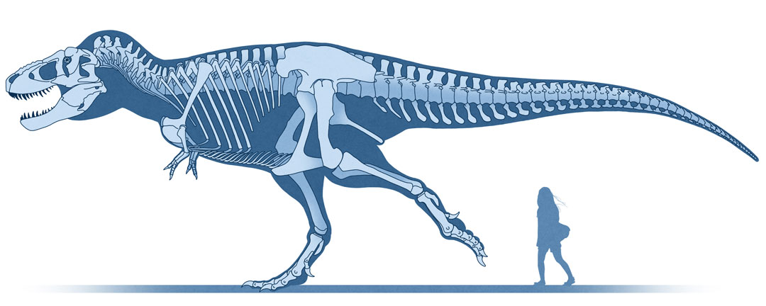 파일:Tyrannosaurus_skeletal.jpg