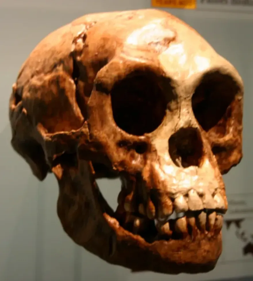 파일:Homo floresiensis's Skull.jpg