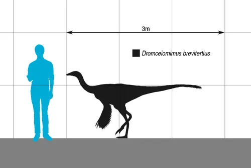 파일:Dromiceiomimus_Scale.svg.png