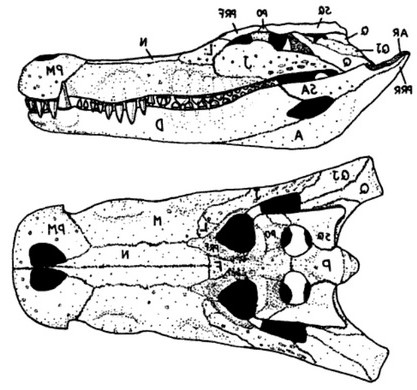 파일:Deinosuchus Skull Schwimmer 2002.jpg