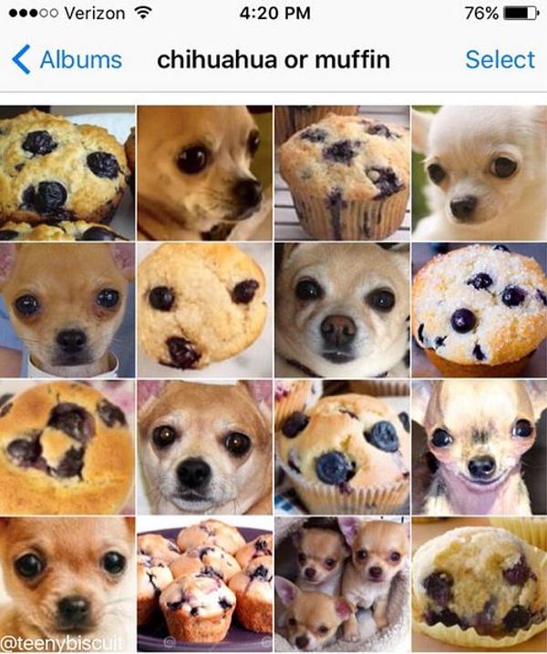 파일:Chihuahua muffin.jpg
