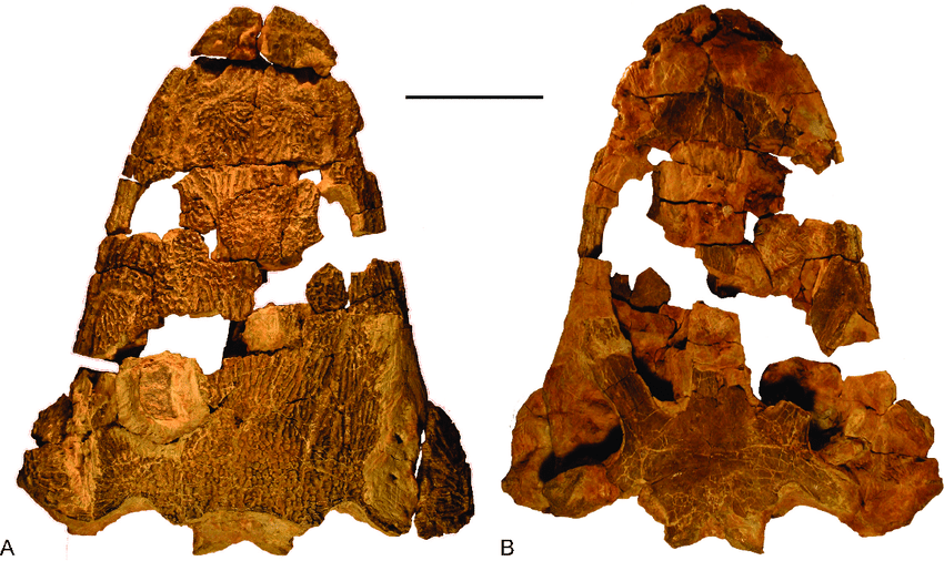 파일:The-skull-of-Metoposaurus-krasiejowensis-UOPB-01029-from-the-Late-Triassic-of-Poland.png