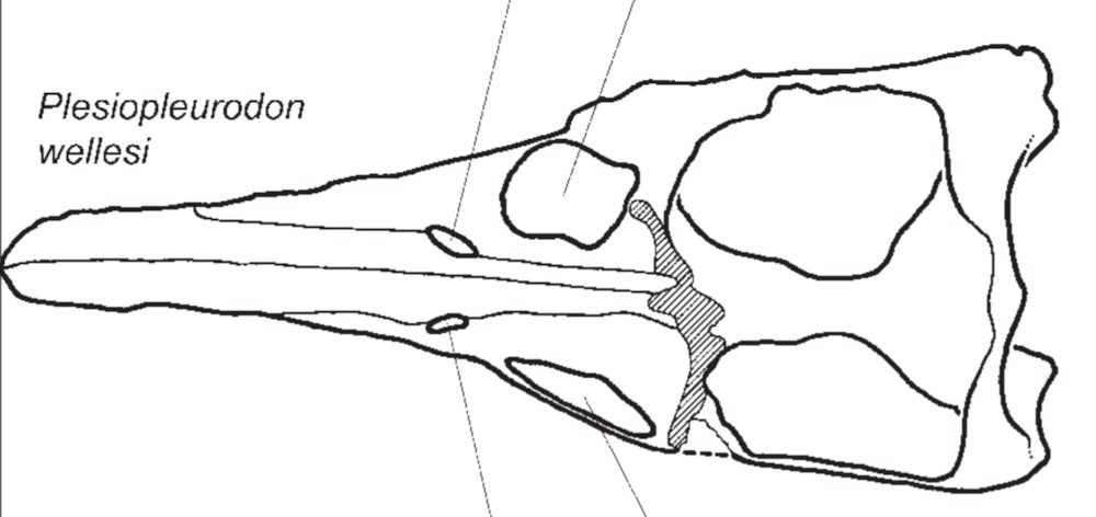 파일:plesiopleurodonskull.png
