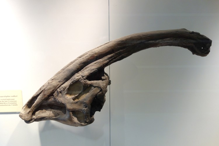 파일:Parasaurolophus_walkeri_-_University_of_California_Museum_of_Paleontology_-_Berkeley,_CA_-_DSC04691.jpg