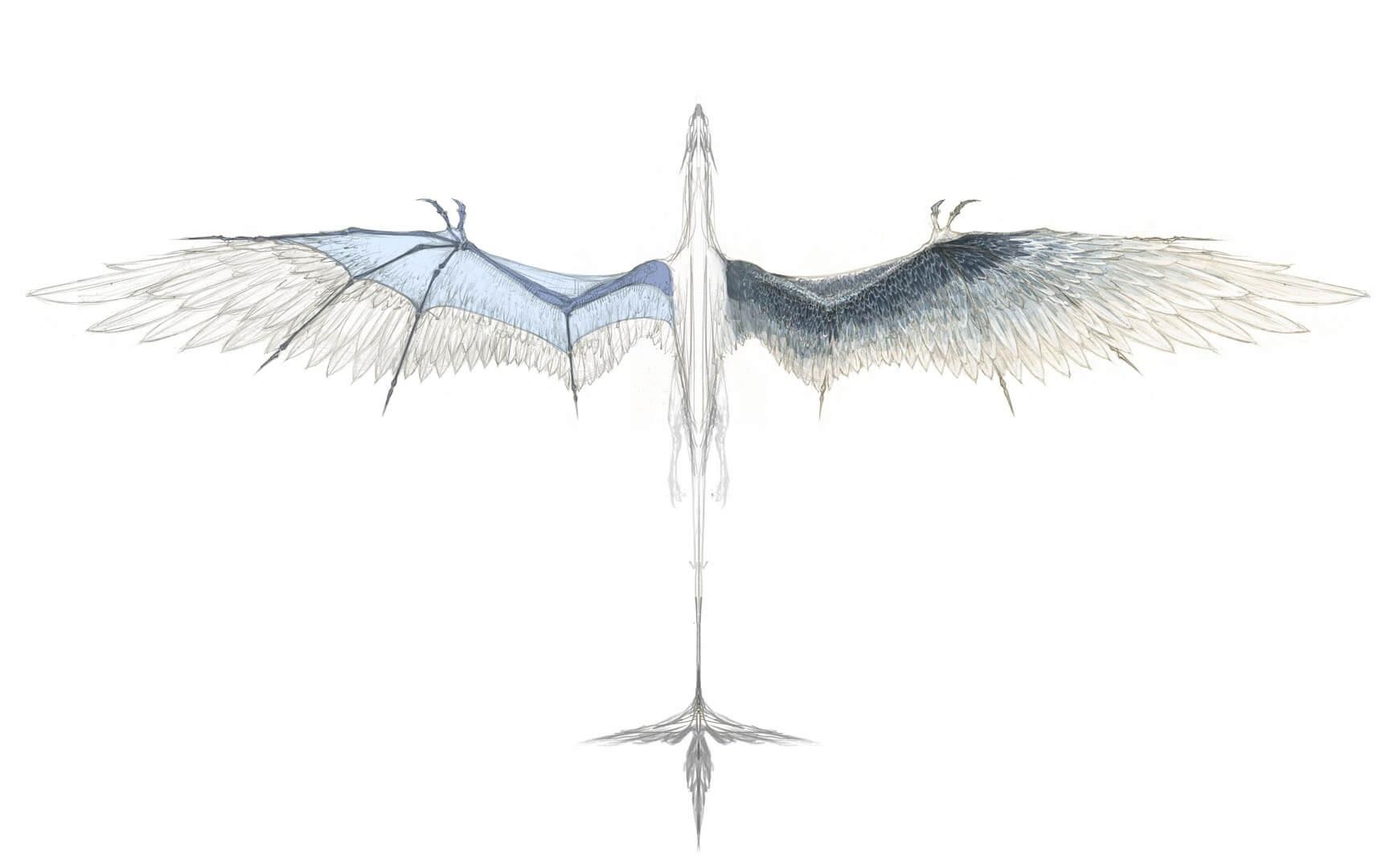 파일:칼날부리 날개.jpg
