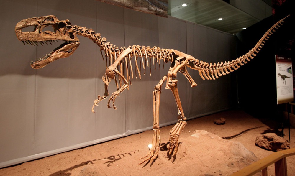파일:external/upload.wikimedia.org/Monolophosaurus_jiangi.jpg