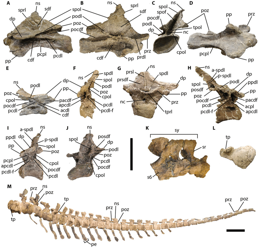 파일:Axial-skeletal-anatomy-of-the-gigantic-titanosaur-Dreadnoughtus-schrani-Posterior-9th.png