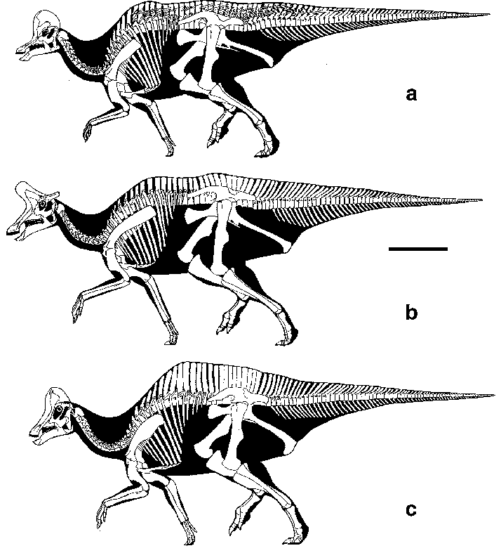 파일:Comparison-of-lambeosaurine-hadrosaurs-Corythosaurus-casuarius-a-Lambeosaurus-lambei.png